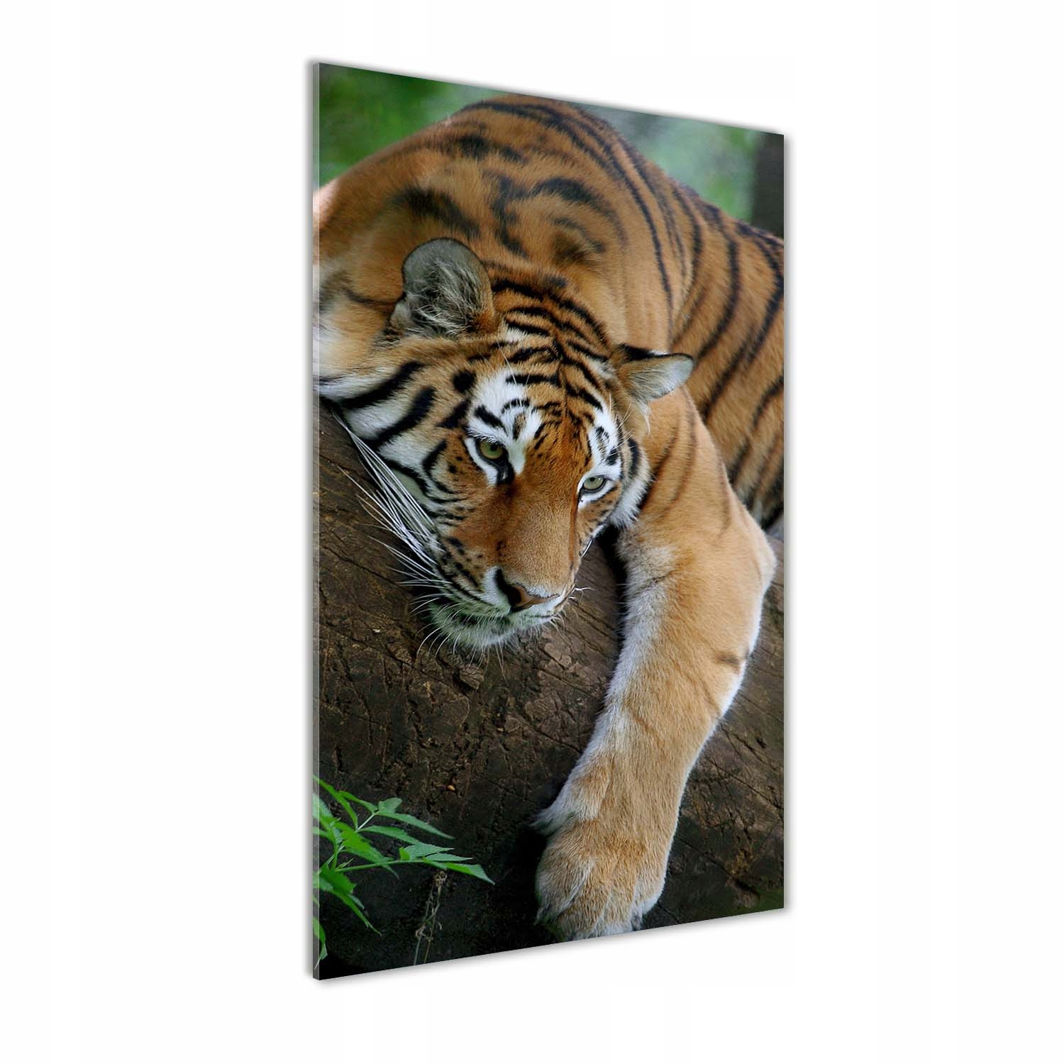 

Foto obraz na szkle Tygrys na drzewie 60x120 cm