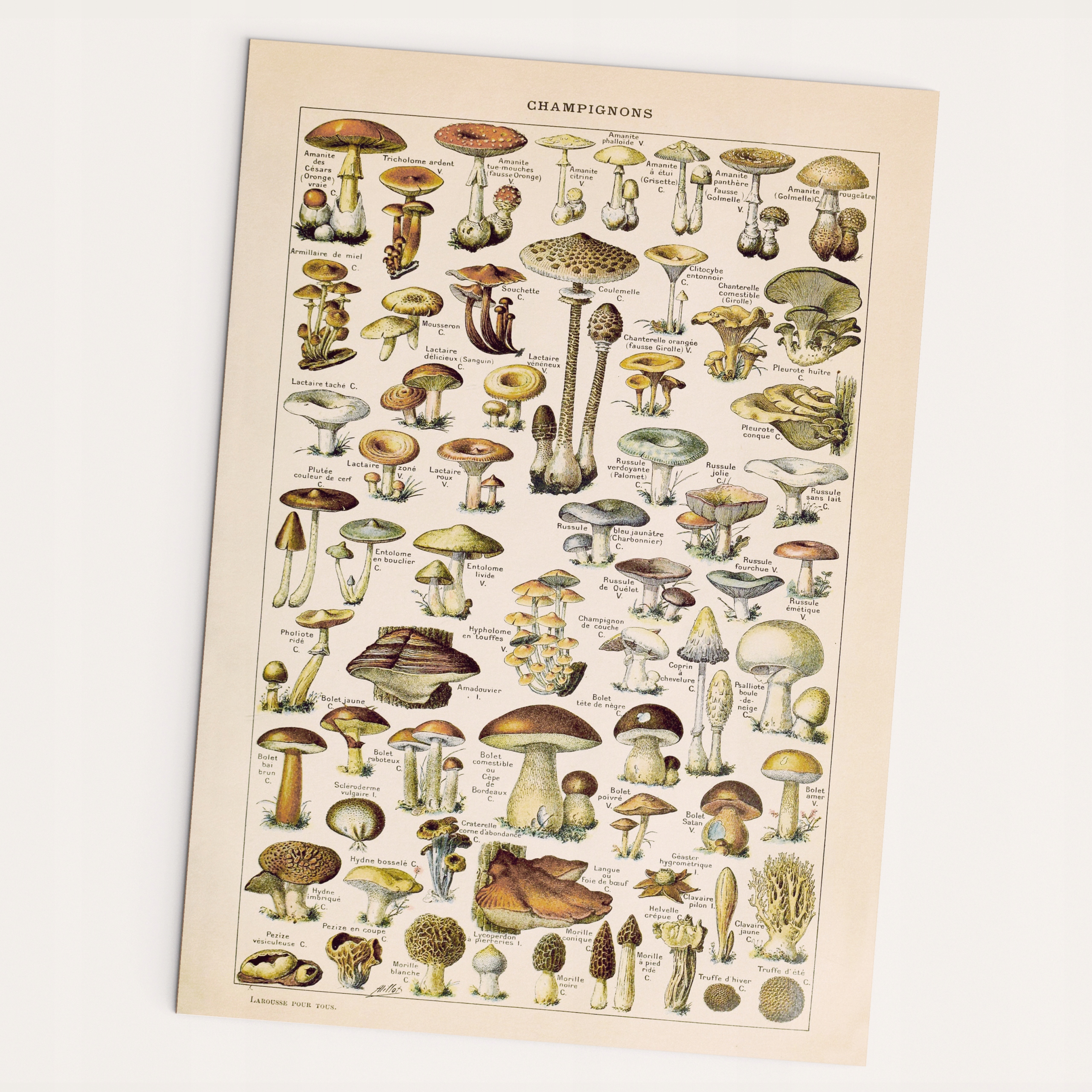 

Grzyby plakat vintage A2