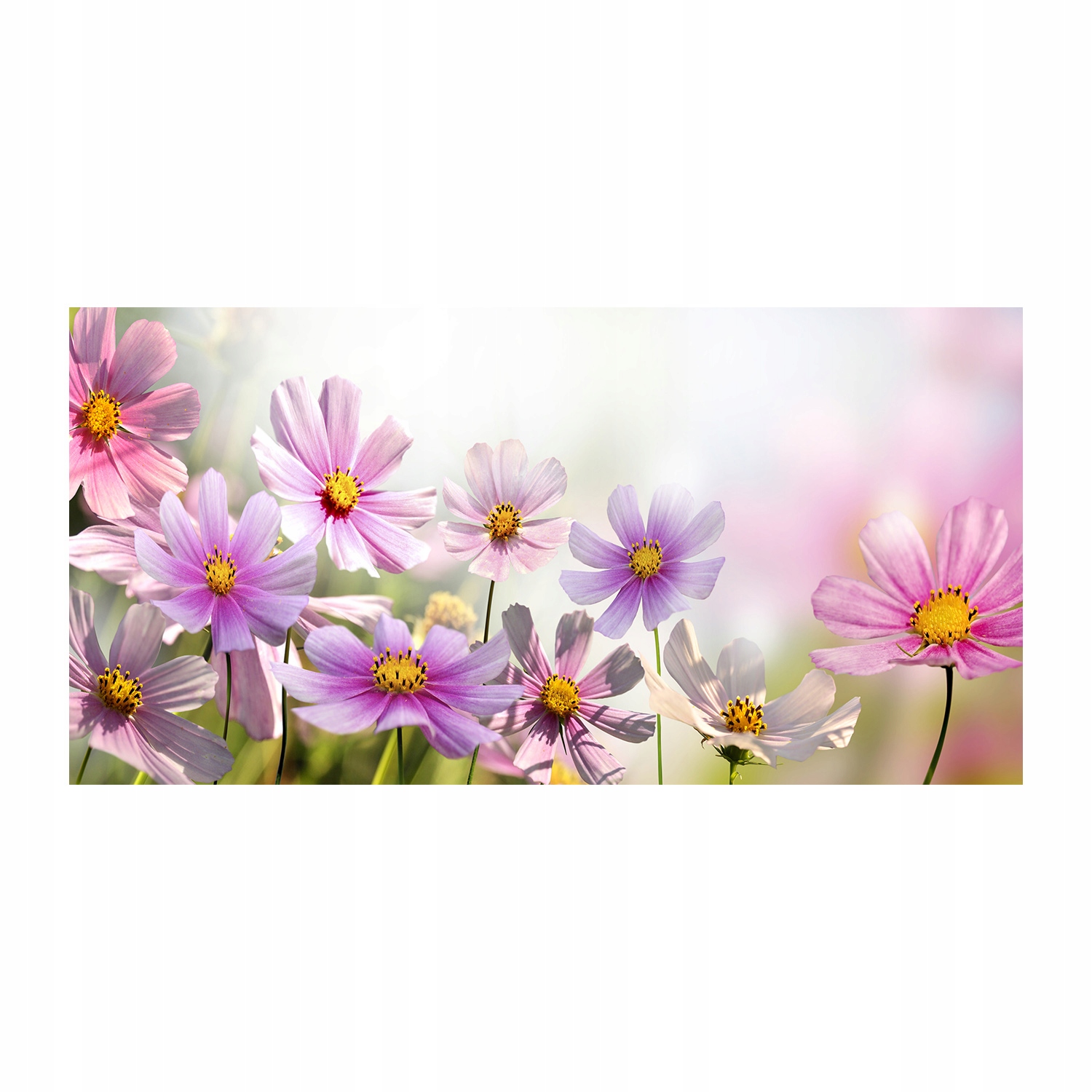 

Foto-obraz akryl Kwiaty na łące zdjęcie 140x70 cm