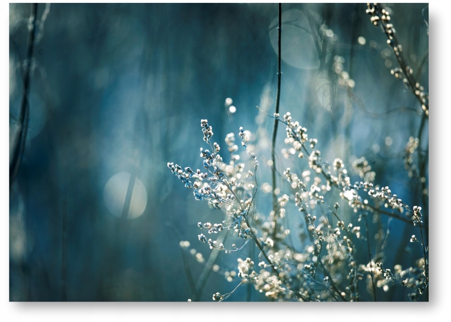

Drzewo Niebieski Boho plakat B2 50x70cm obraz #209