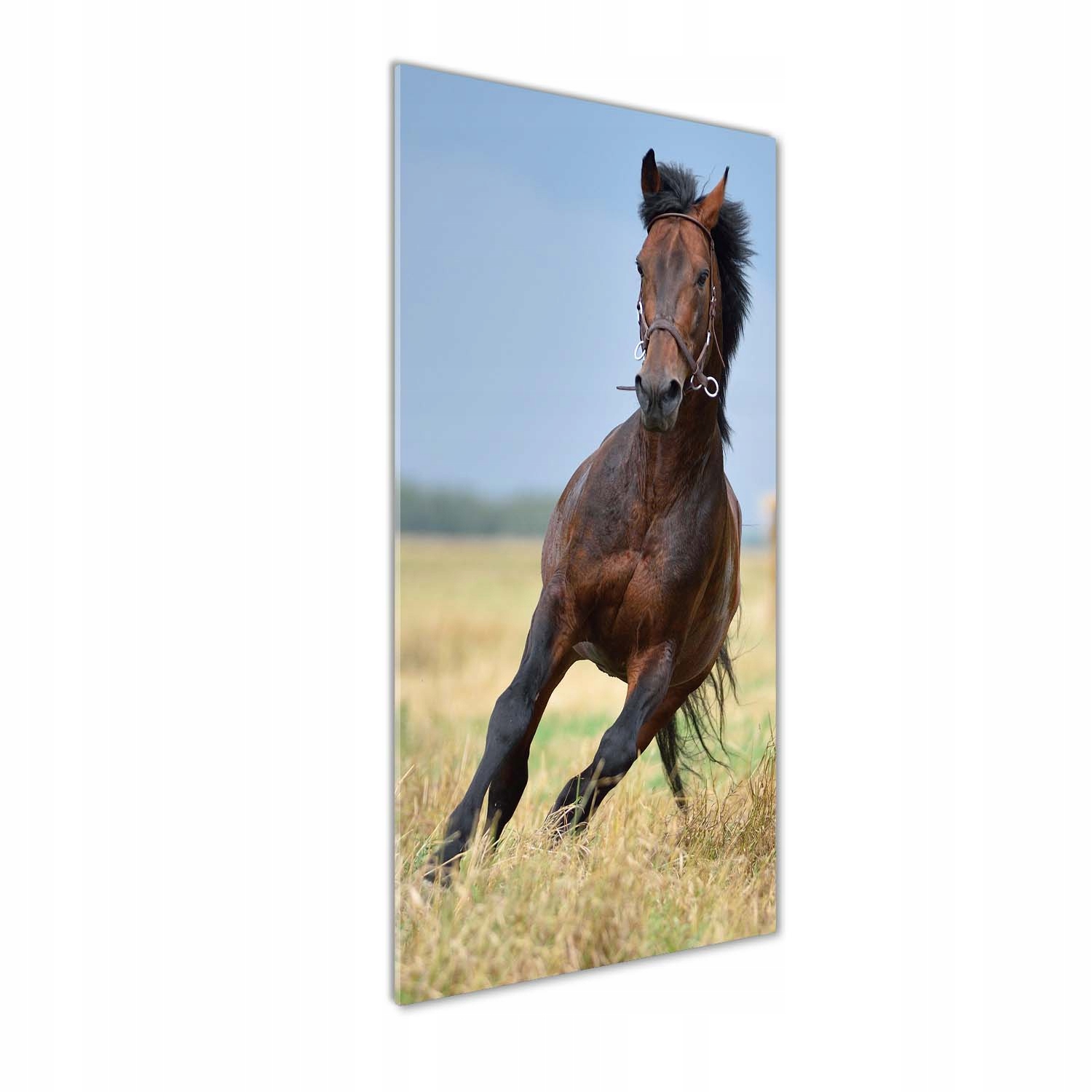 

Foto obraz szkło hartowane Koń na polu 50x125 cm