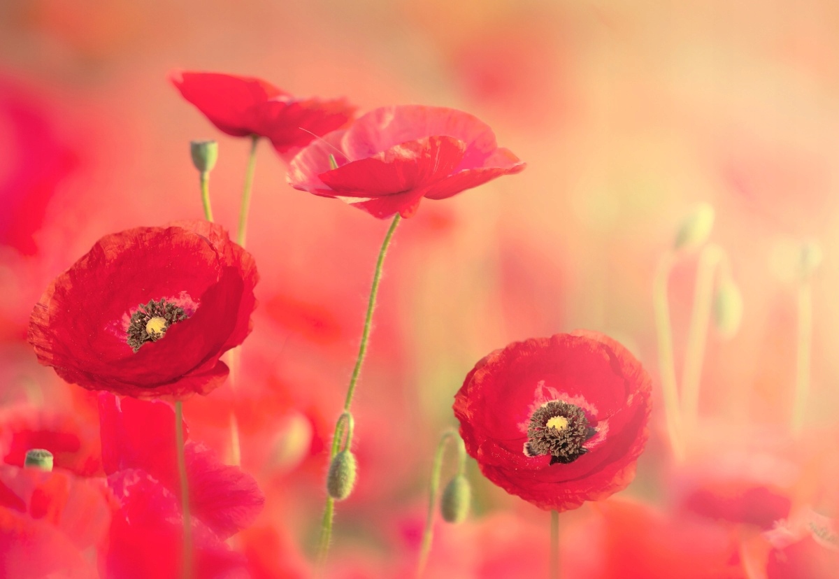 

Tapeta flizelinowa Czerwone maki 152x104