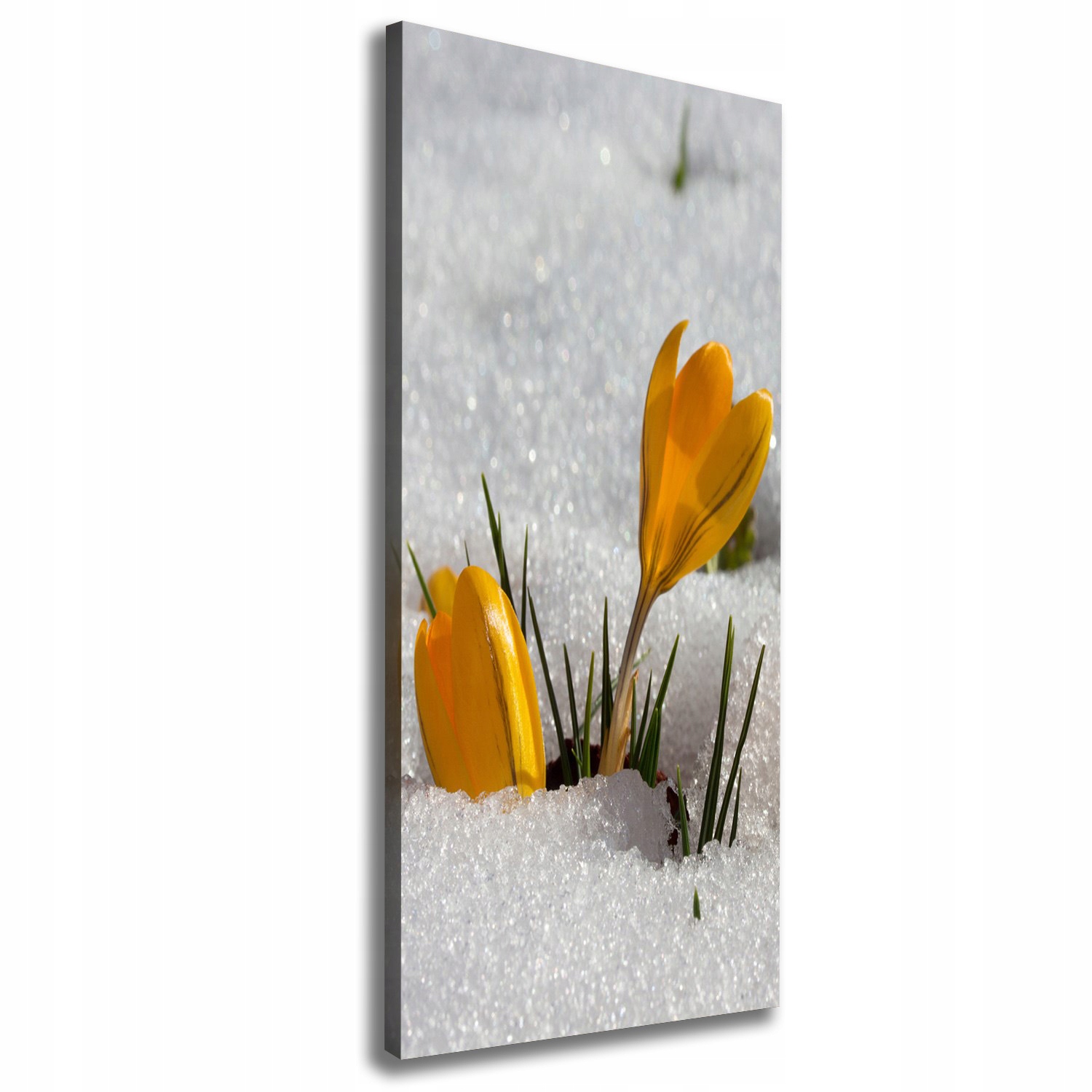 

Foto obraz na płótnie Żółte krokusy 50x125 cm