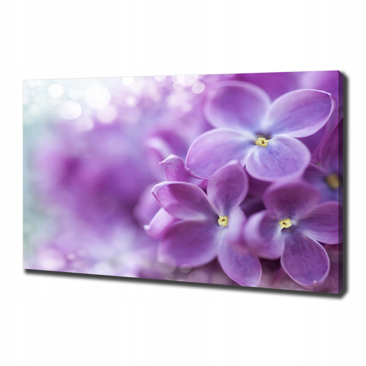 

Foto obraz canvas na ścianę Kwiaty bzu 100x70 cm