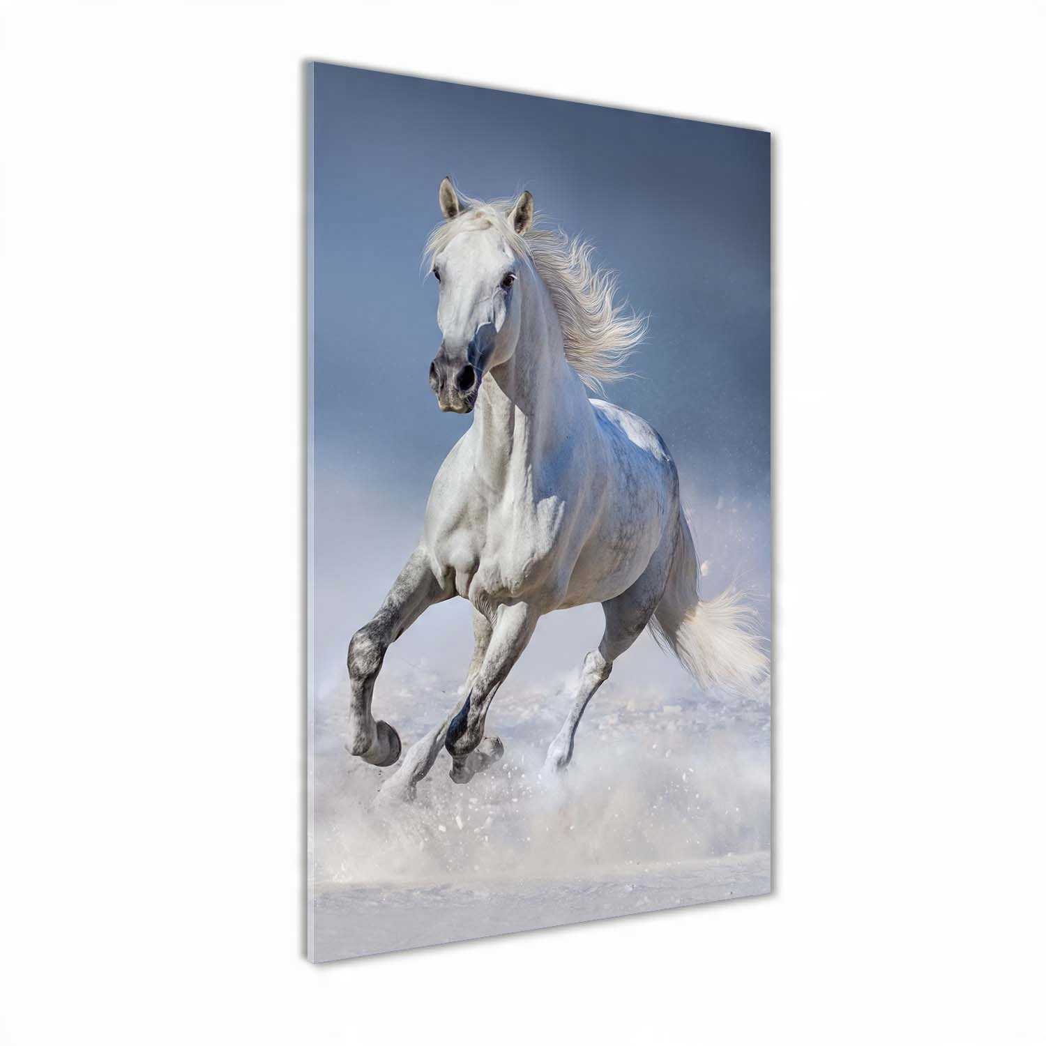 

Foto obraz na szkle Biały koń w galopie 50x100 cm
