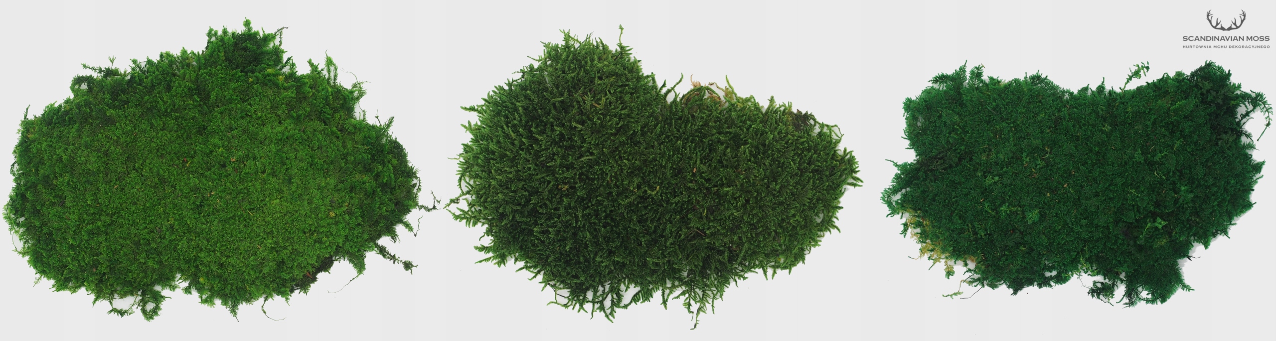 Mech Płaski Trawiasty Jasna Zieleń 100g NETTO Wysokość 2 cm