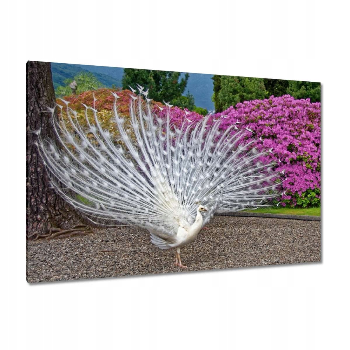 Obrazy 120x80 Ptáci