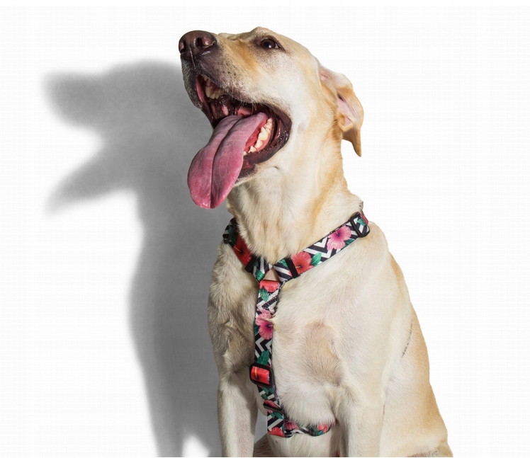 Zee Dog Postroj pro psa Mahalo Xs