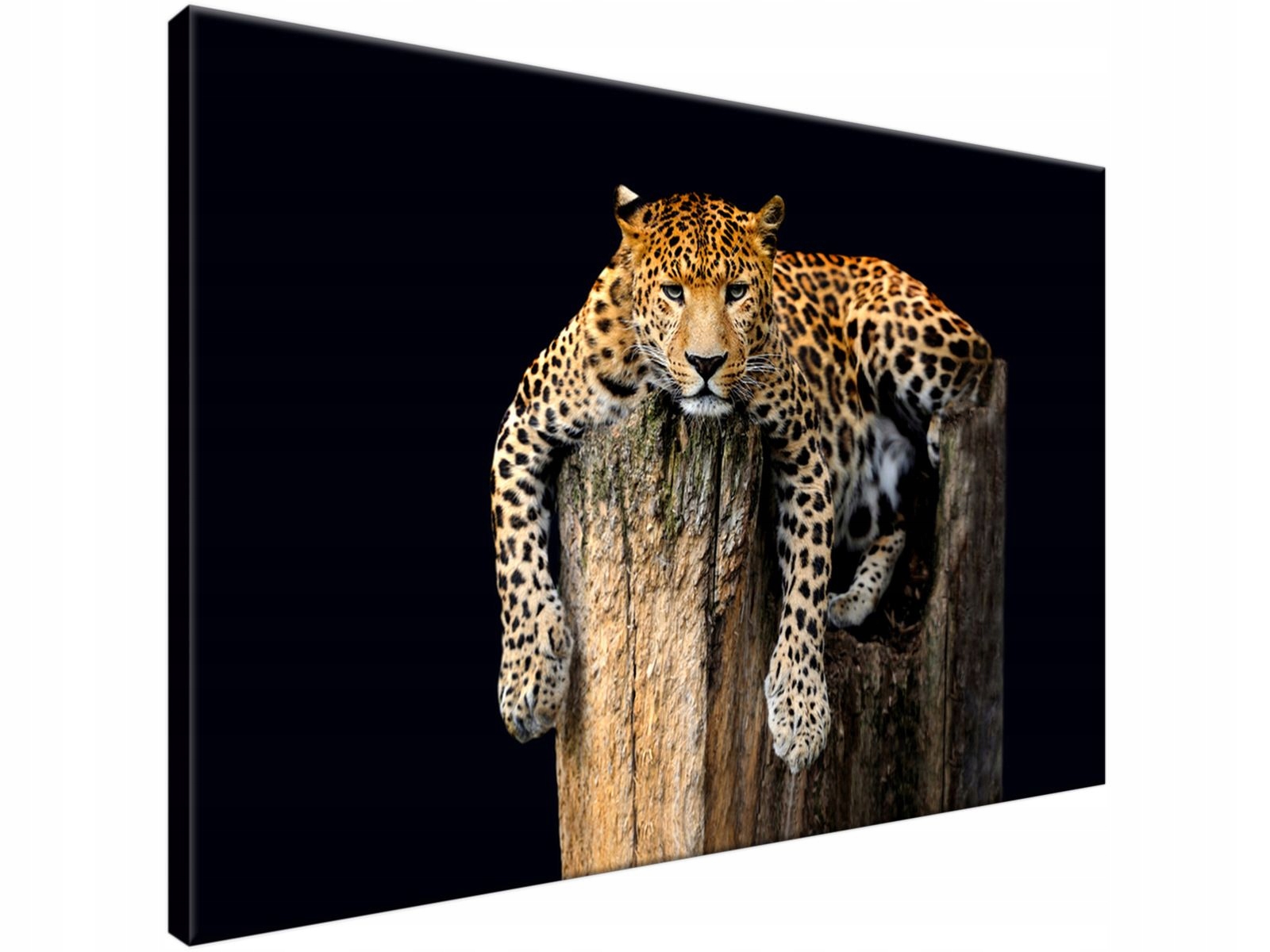 

Obraz drukowany Lampart 90x60 tanio