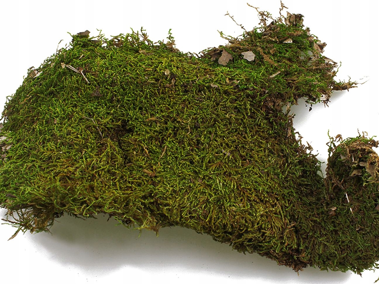 

Mech Moss Świąteczny Dekor Susz Dodatek 50g Żywy