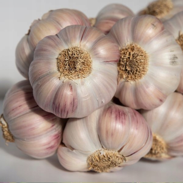 Czosnek Harnaś Pęczek 10 szt.