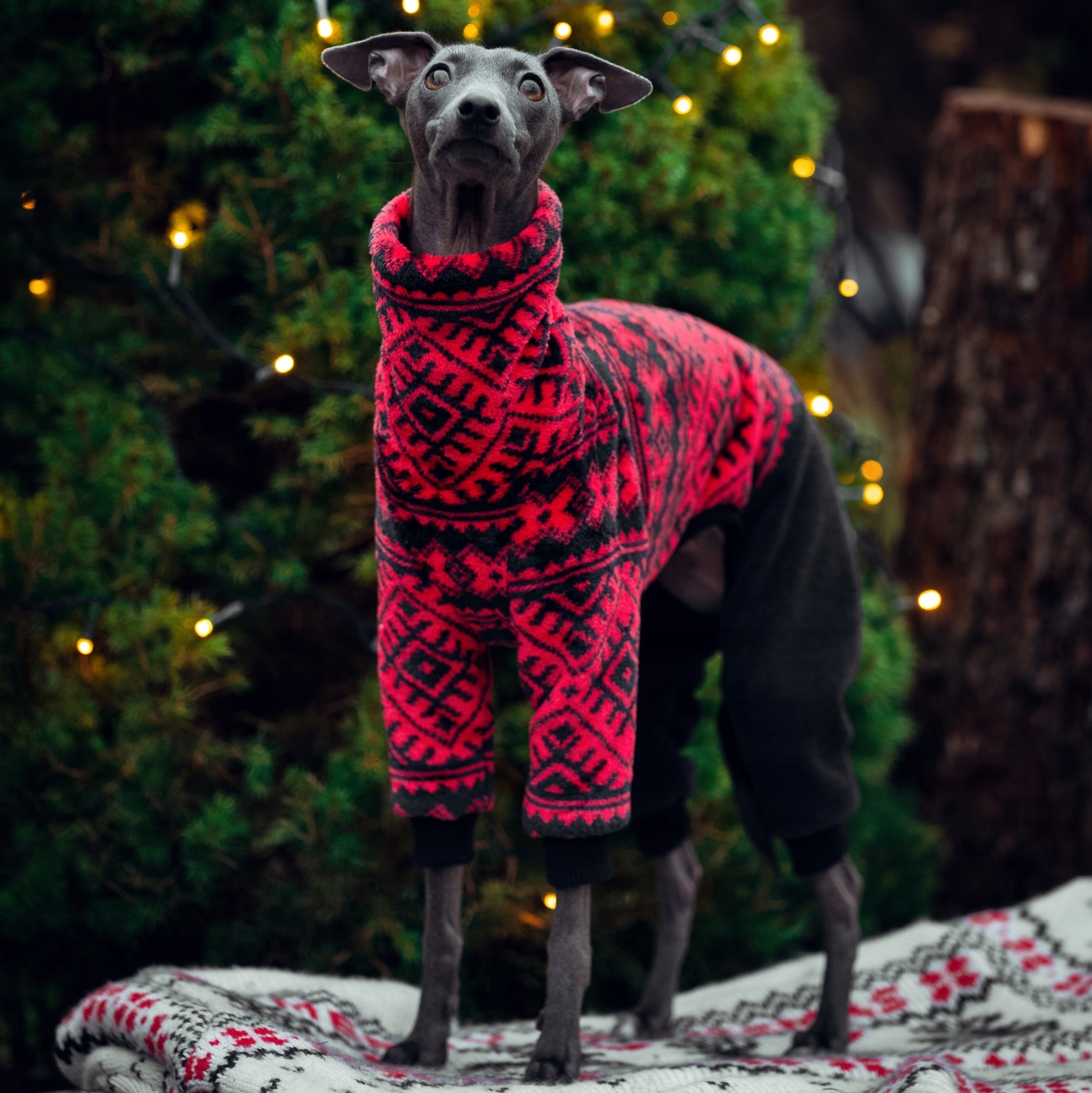 Levně Oblečení pro italského chrtíka – vánoční kombinéza