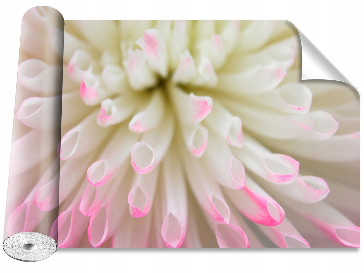 

Tapeta Samoprzylepna Biały aster 104x70