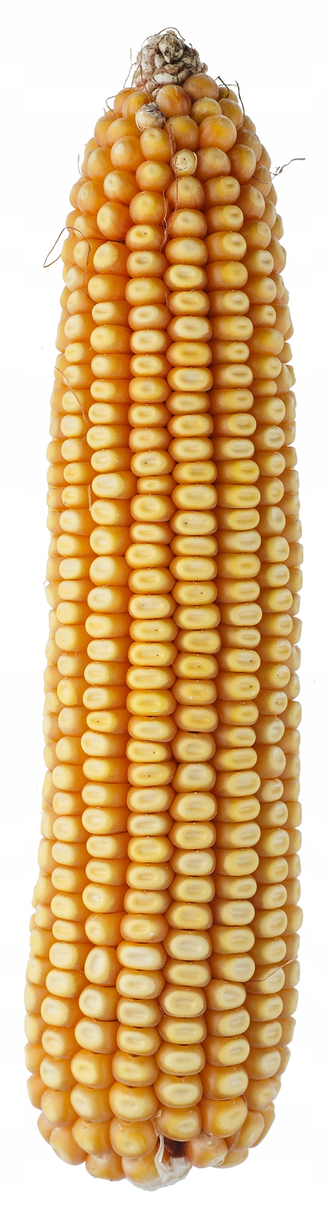 Semena kukuřice Kukuřice Sm Piast Fao 280 K C1 PL226/61/91/K267/A