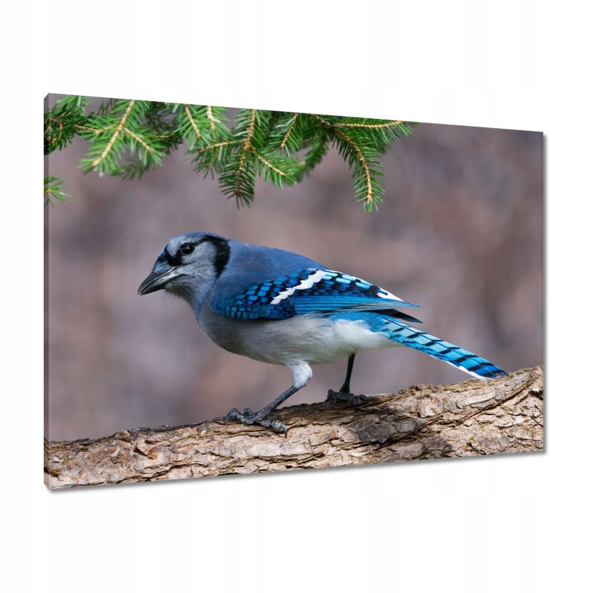 Obrazy 100x70 Pták Sójka