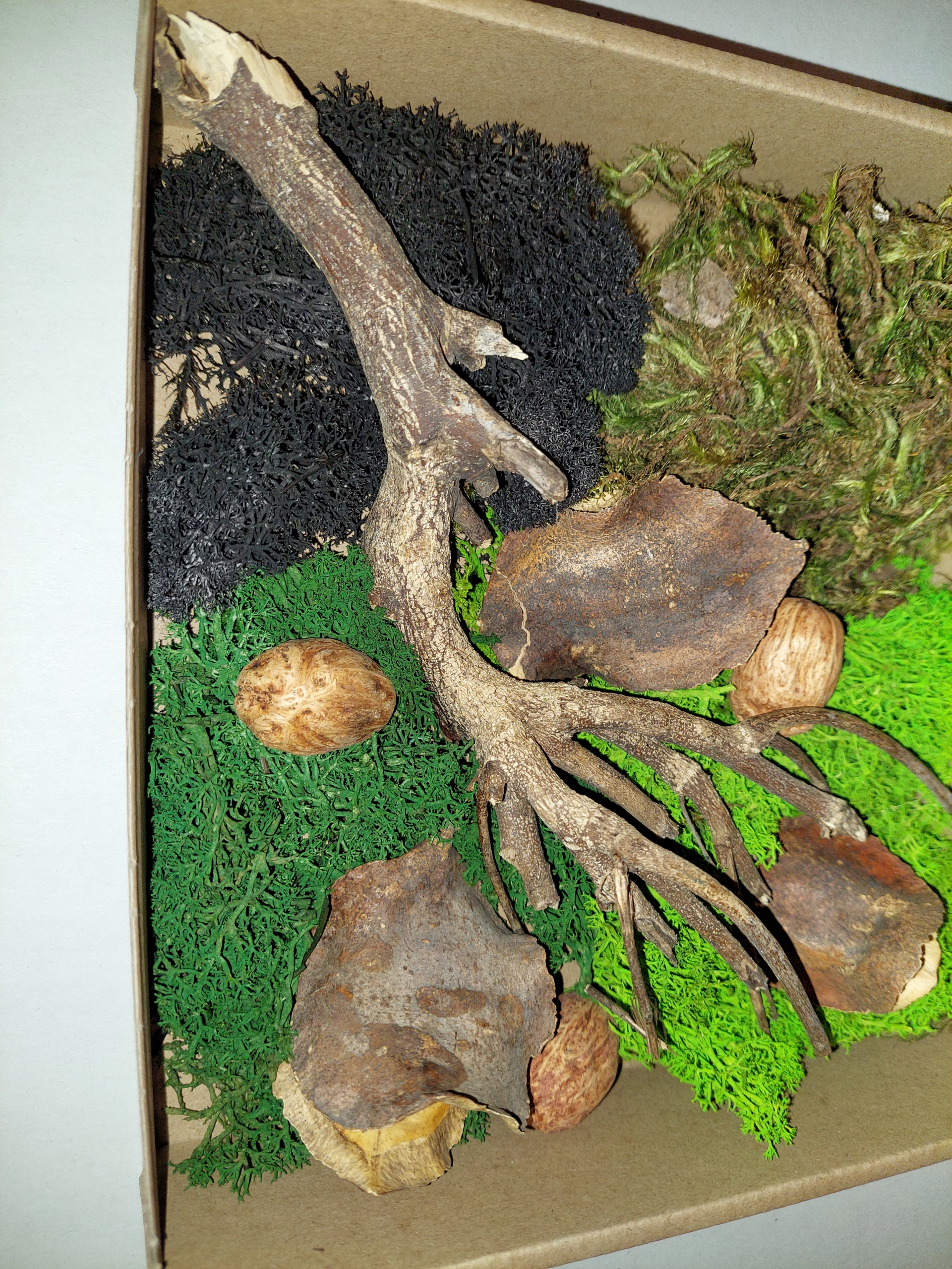 

Zestaw dekoracji terrarium dzika natura 20x20x5