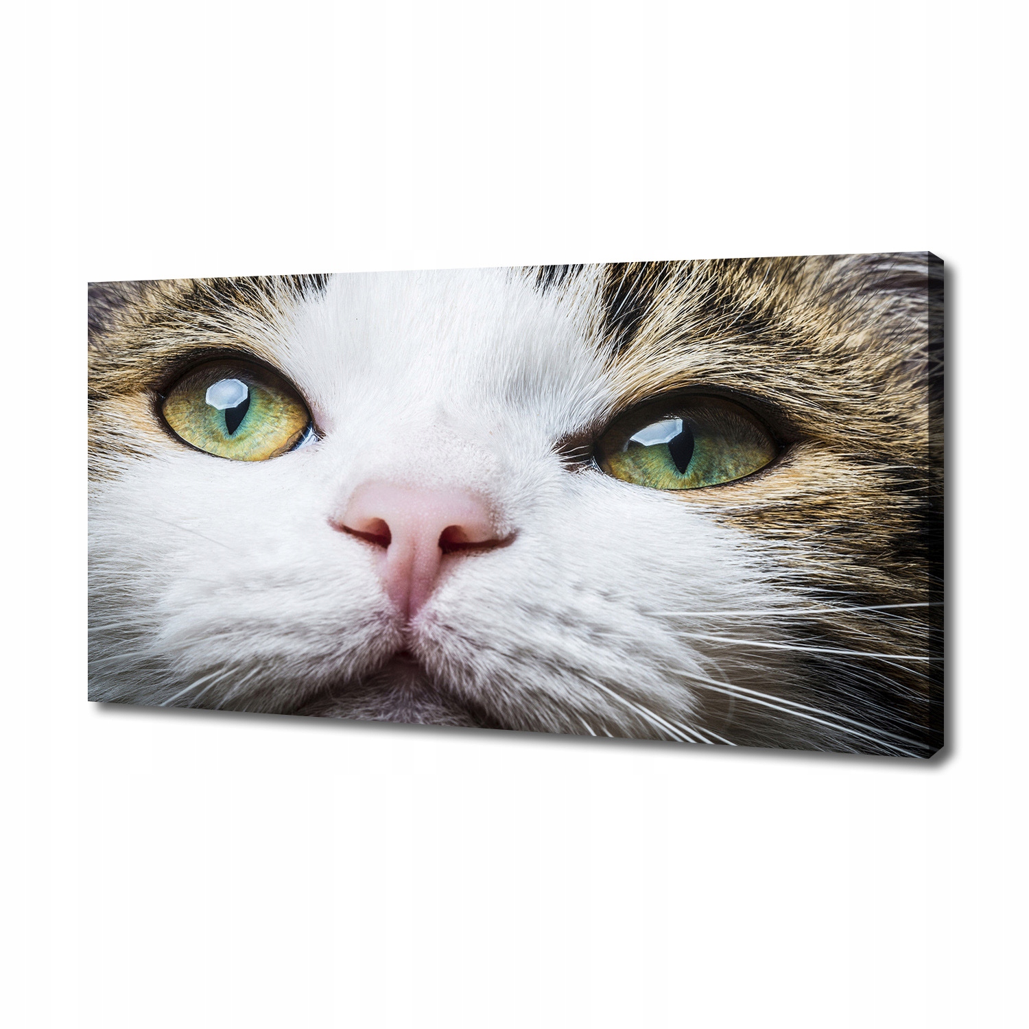 

Foto obraz na płótnie Zielone kocie oczy 140x70 cm