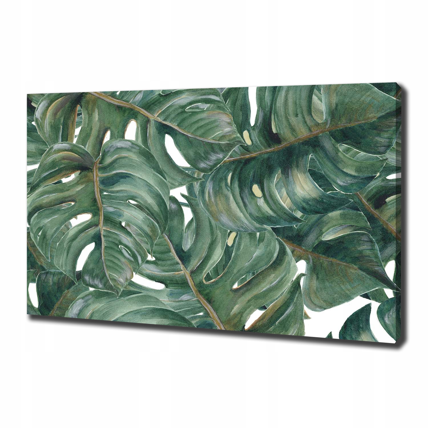 

Foto obraz canvas na ścianę Monstera 100x70 cm
