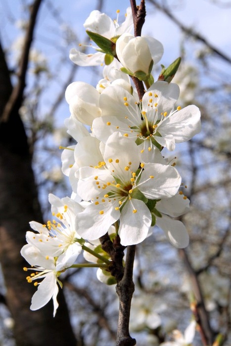 

Fototapeta flizelina na wymiar Kwiaty owoce