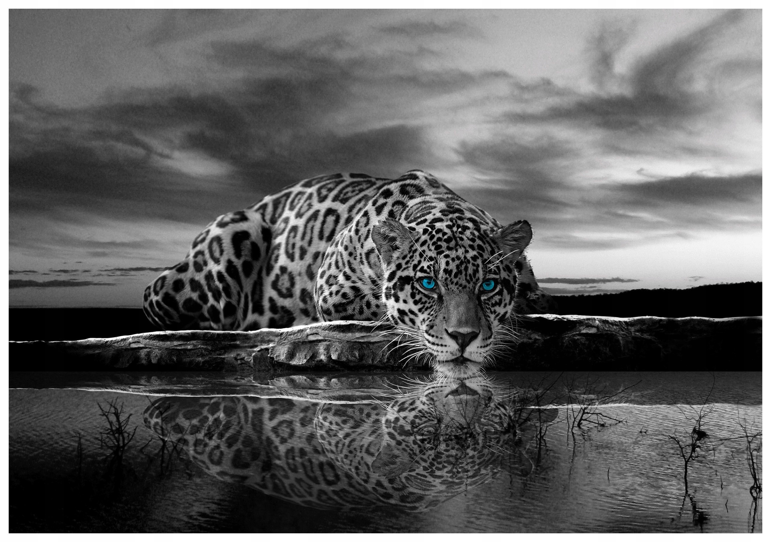 Fototapeta Jaguar pije vodu Černobílá divoká příroda 350x250 lepidlo