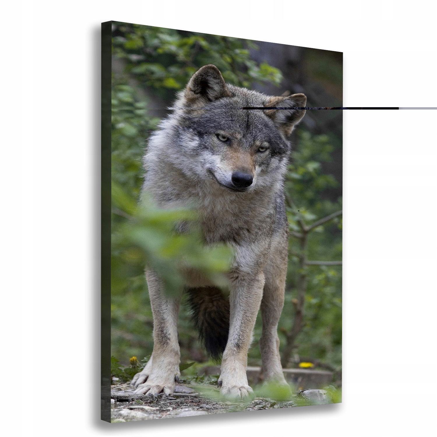 

Foto obraz canvas do salonu Wilk w lesie 70x100