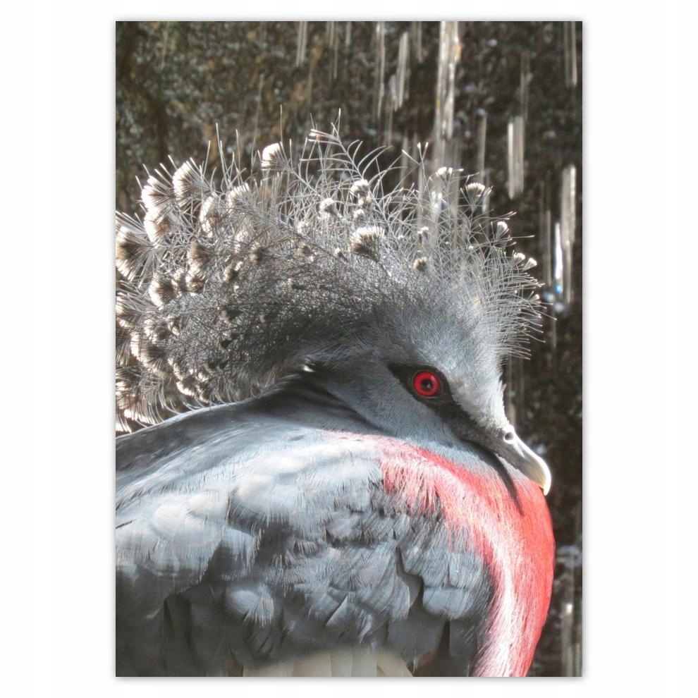 

Plakaty 50x70 Kolorowy ptak