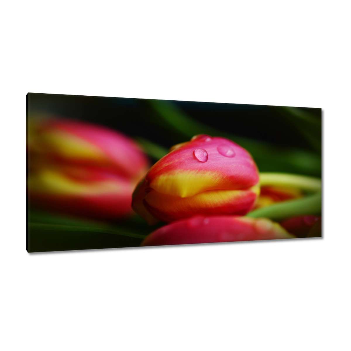 Obrazy 115x55 Tulipány makrofotografie