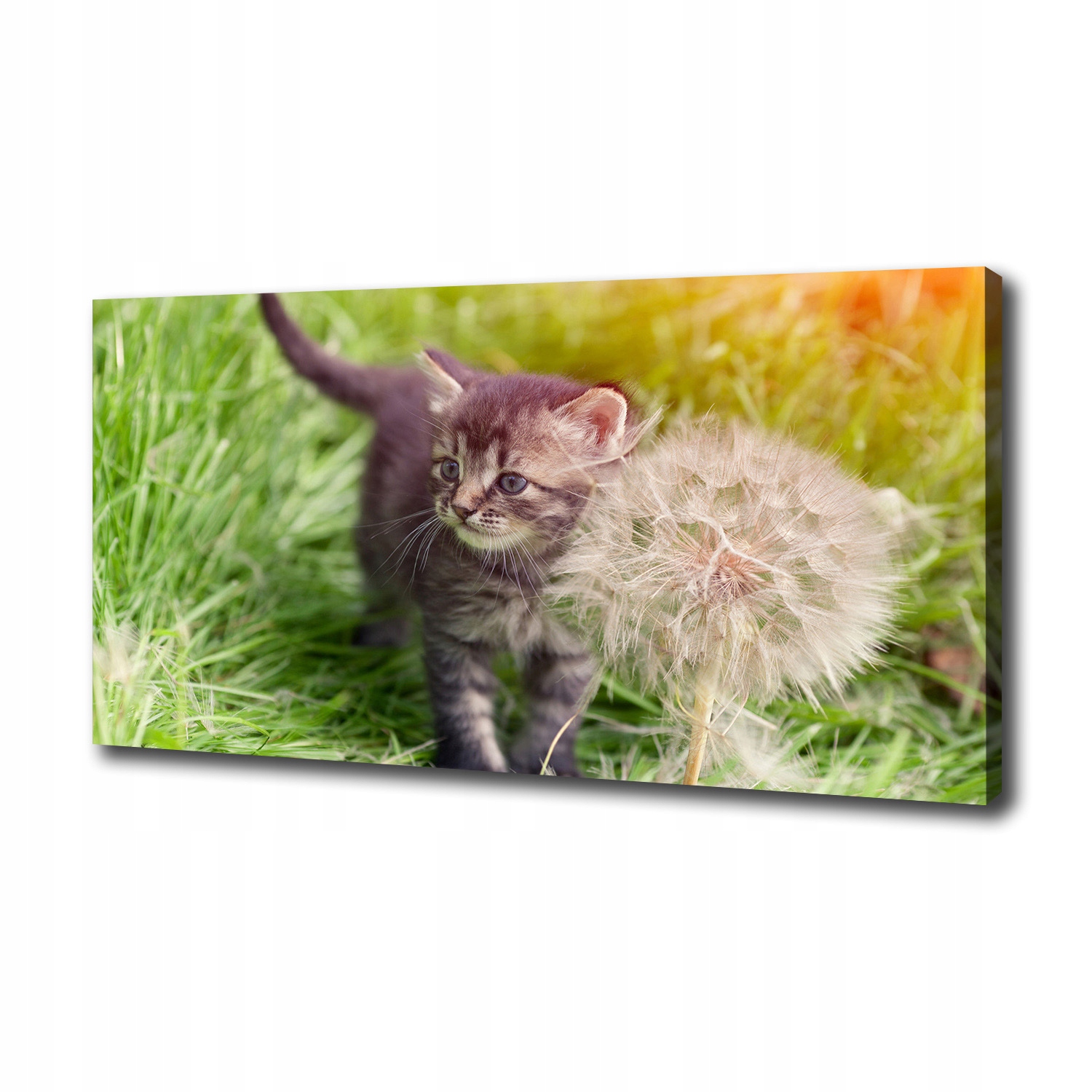Foto obraz na plátně Kotě s foukačem 120x60cm