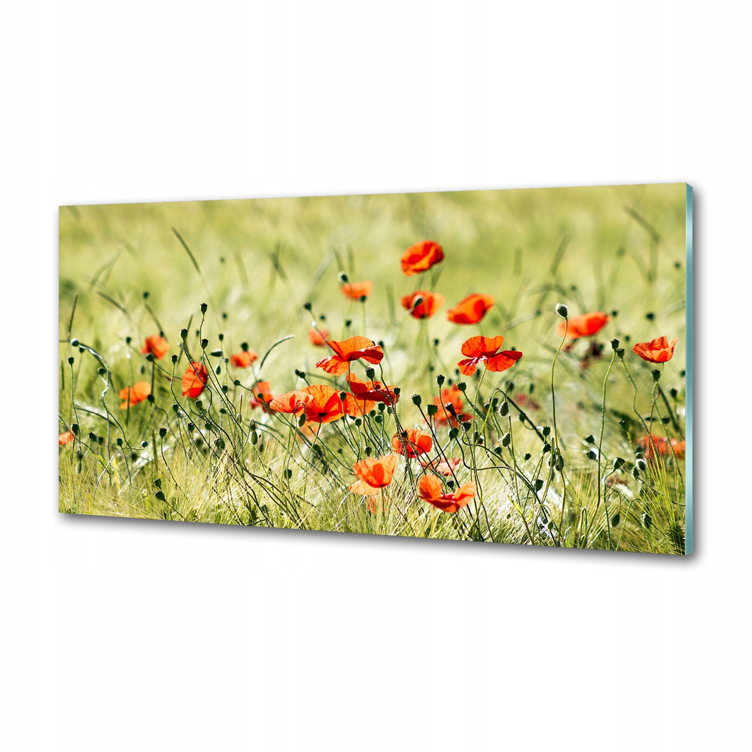Sklenený panel do kuchyne Maki 120 x 60 cm Lepidlo