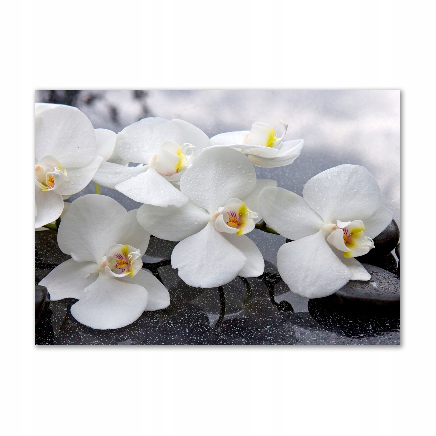 

Obraz zdjęcie na ścianę akryl Orchidea 100x70 cm