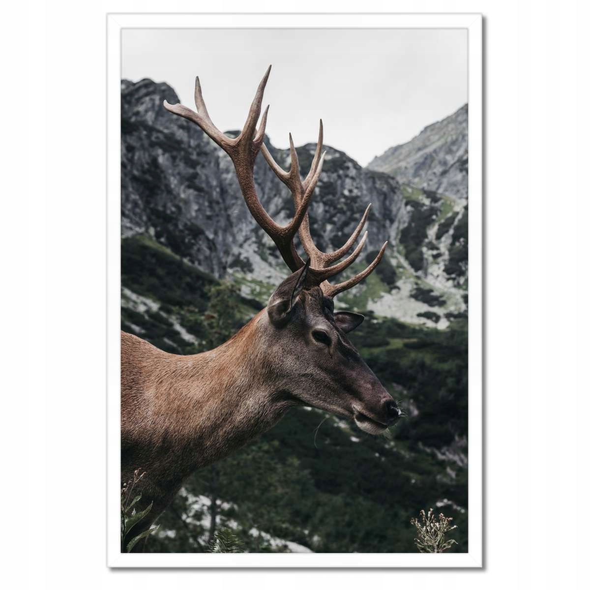 Plakáty v rámu 40x60 Jelen Jelení paroháč