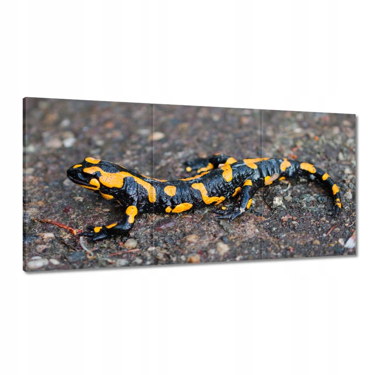 Obrazy 120x60 Salamandra skvrnitá
