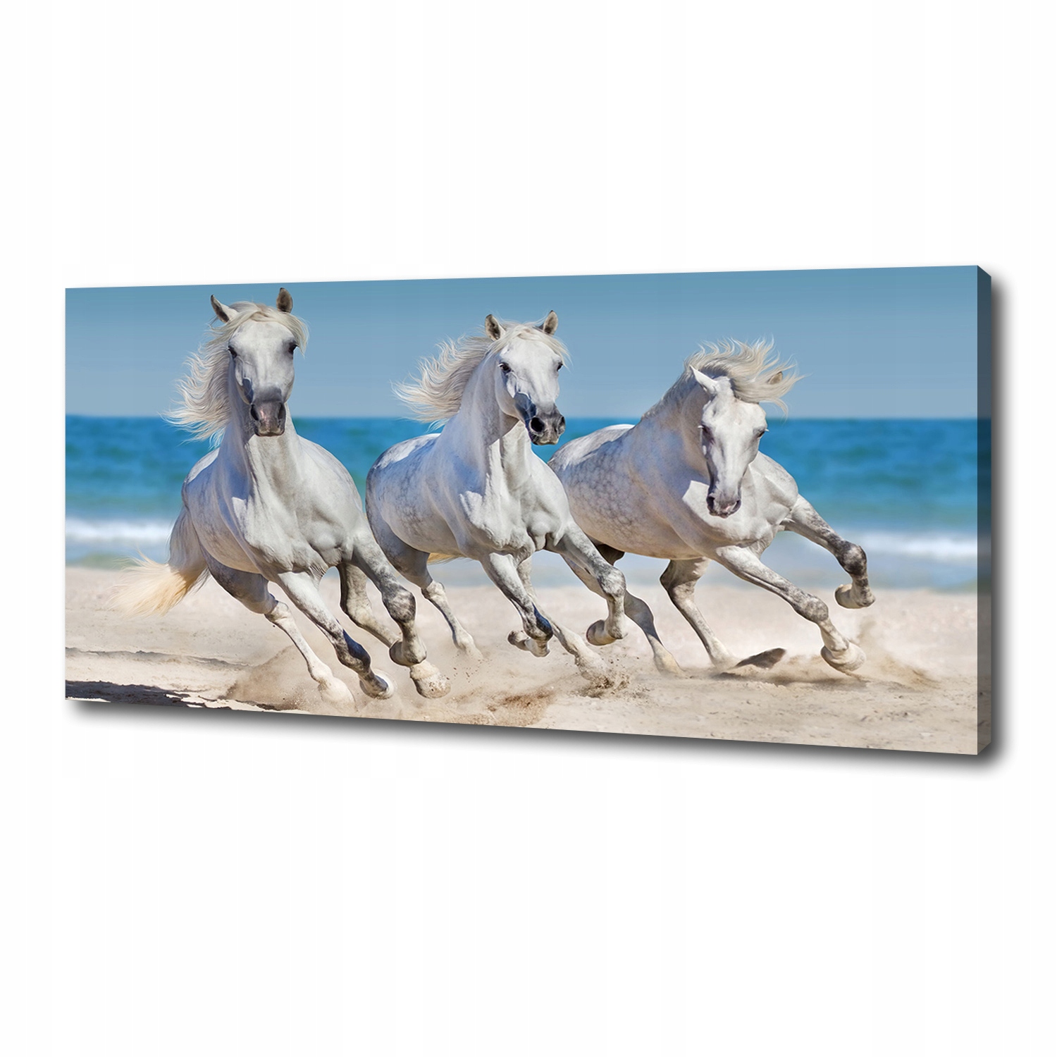 

Foto obraz na płótnie Białe konie plaża 125x50 cm