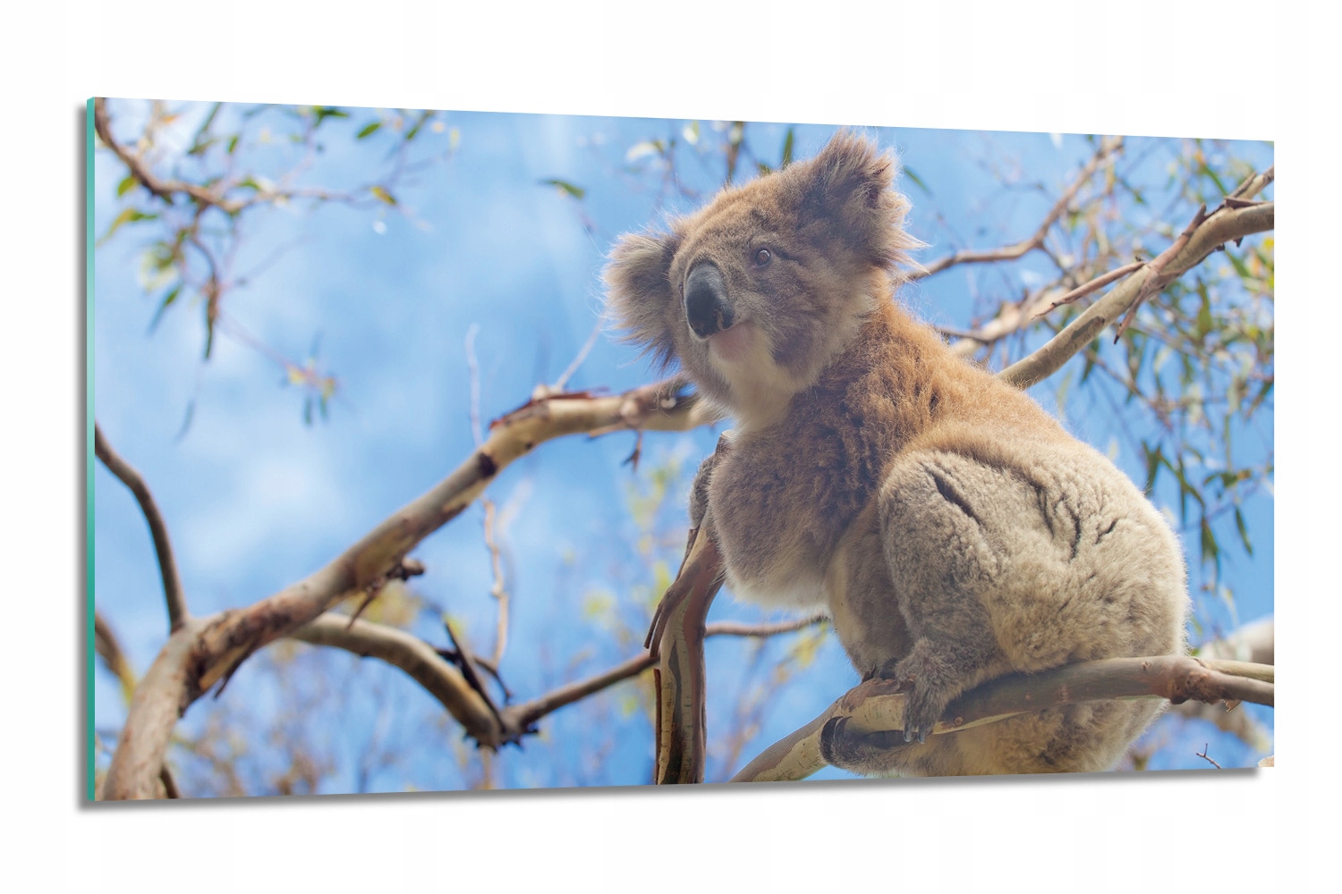sklenená doska Koala strom obloha s fotografiou 120x60
