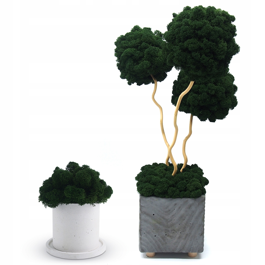 Mech chrobotek fiński 500g Kolor jasny zielony