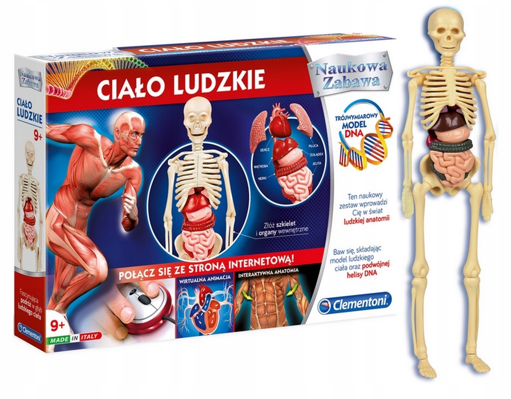 

Clementoni Naukowa Zabawa Ciało Ludzkie szkielet