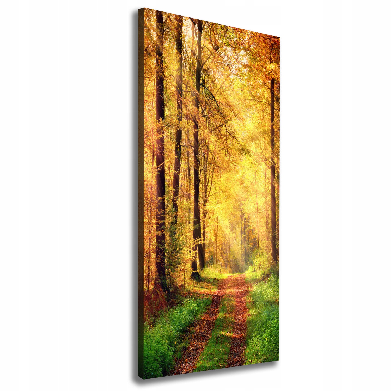 

Foto obraz canvas do salonu Las jesienią 50x125