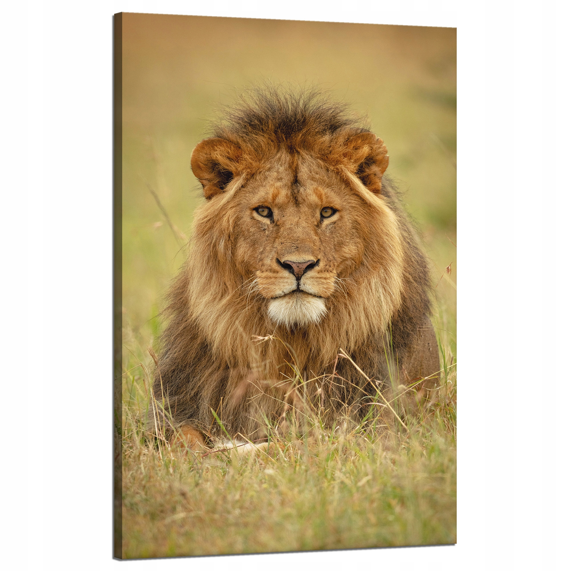 Obraz na plátně Lev na trávě Zvíře Příroda 50x80 cm