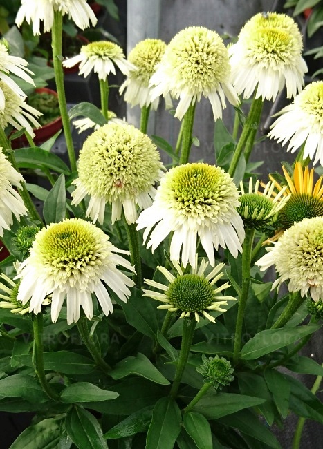 Jeżówka 'Delicious Nougat' Echinacea- sadzonka 2L Producent inna