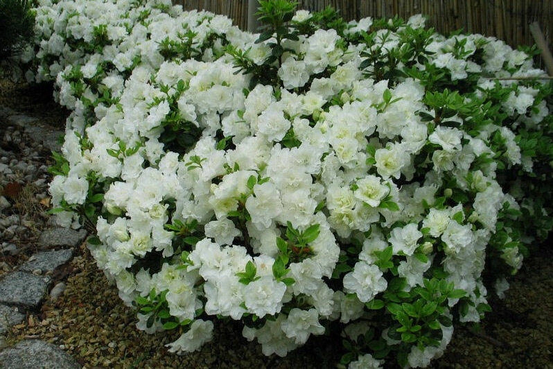 Azalia japońska SCHNEEPERLE - śnieżnobiała Nazwa łacińska rhododendron