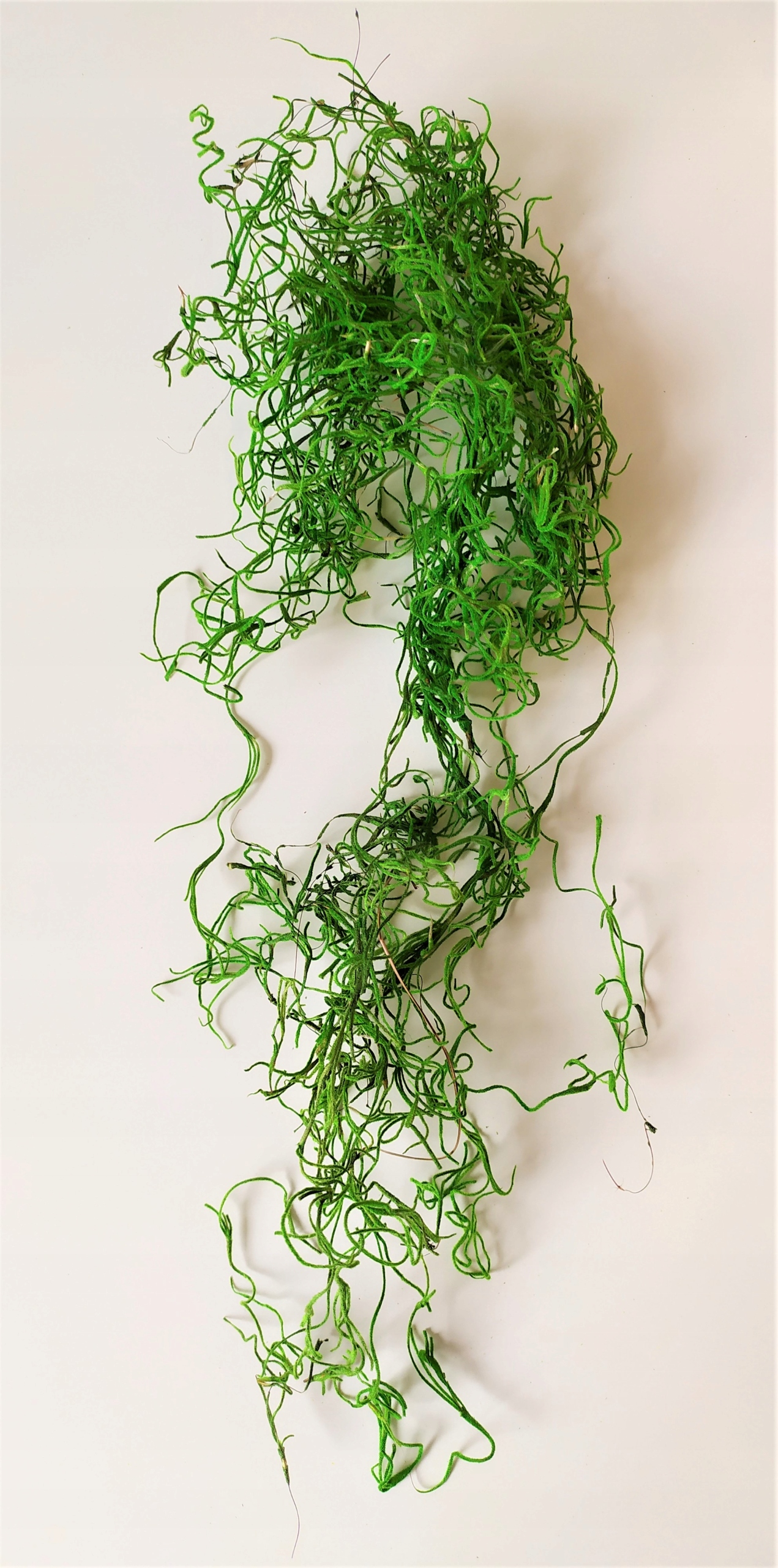 

Mech Hiszpański tillandsia suszona Zielona