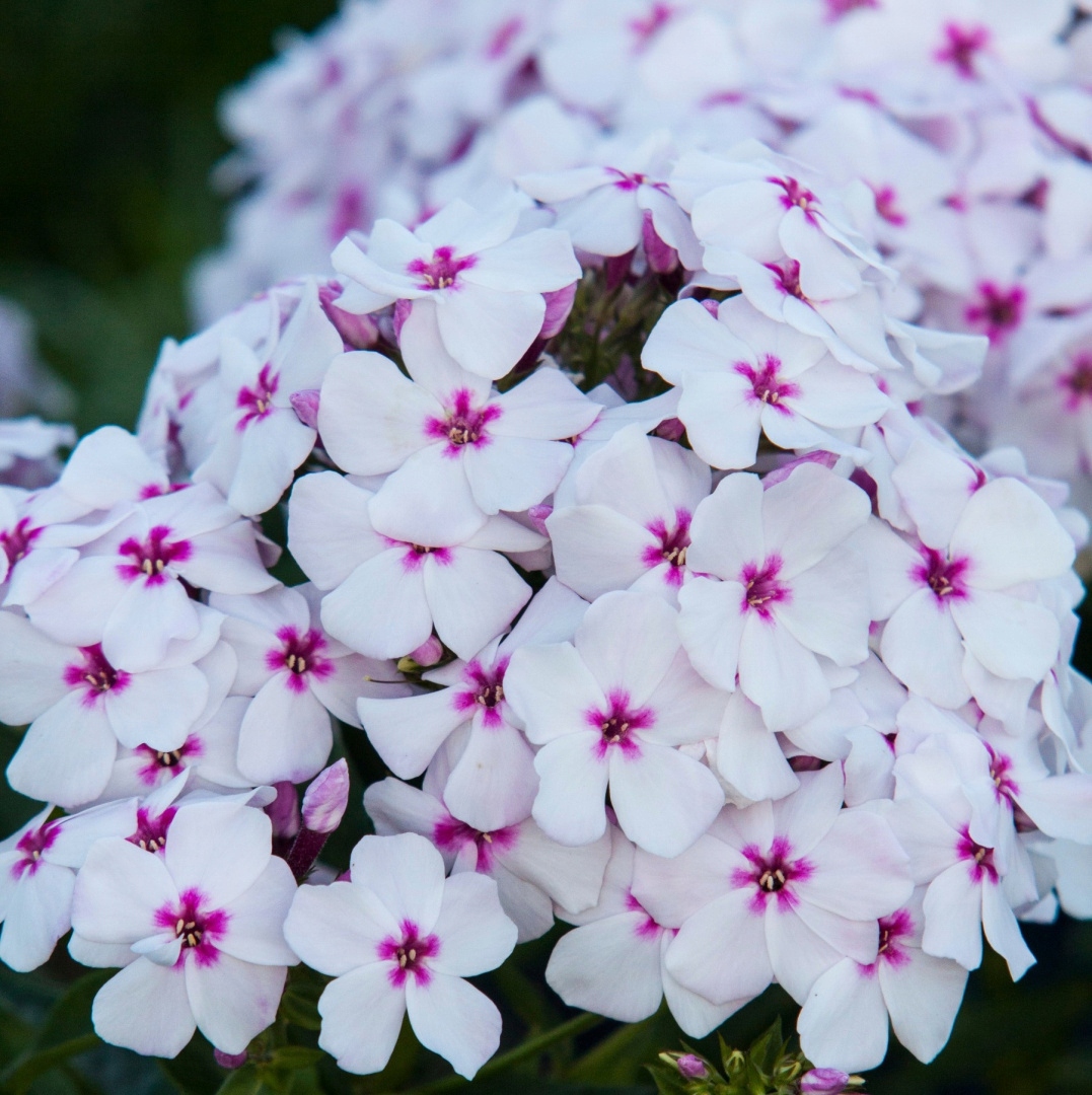 Phlox chocholatý 'Flame White Eye' | P11