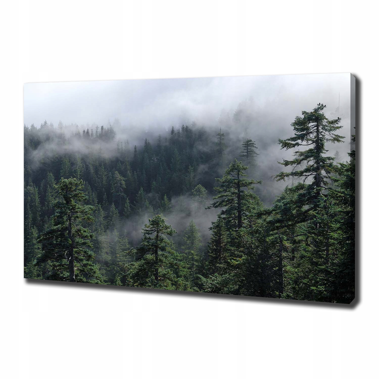 

Foto obraz canvas na ścianę Leśna mgła 100x70 cm