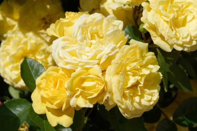 Róża miniaturowa 'Gelb' (rosa bienenweide 'Gelb') C2 10cm