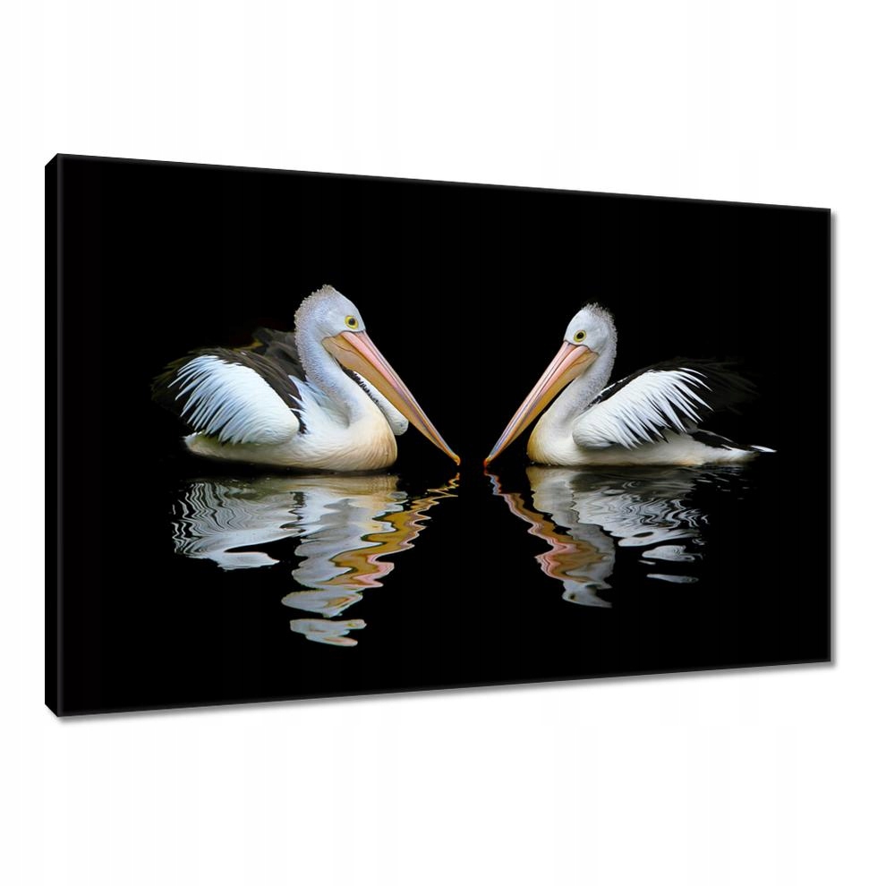 

Obrazy 120x80 Kormorany