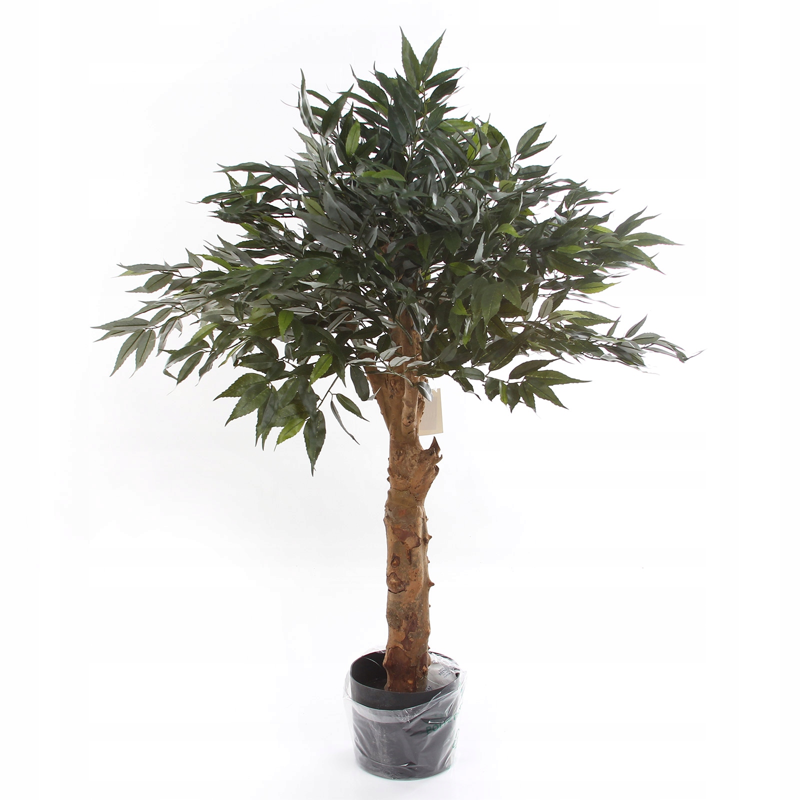 sztuczne drzwko szcześcia Bonsai Shirakashi 100 zielona korona bujna liście