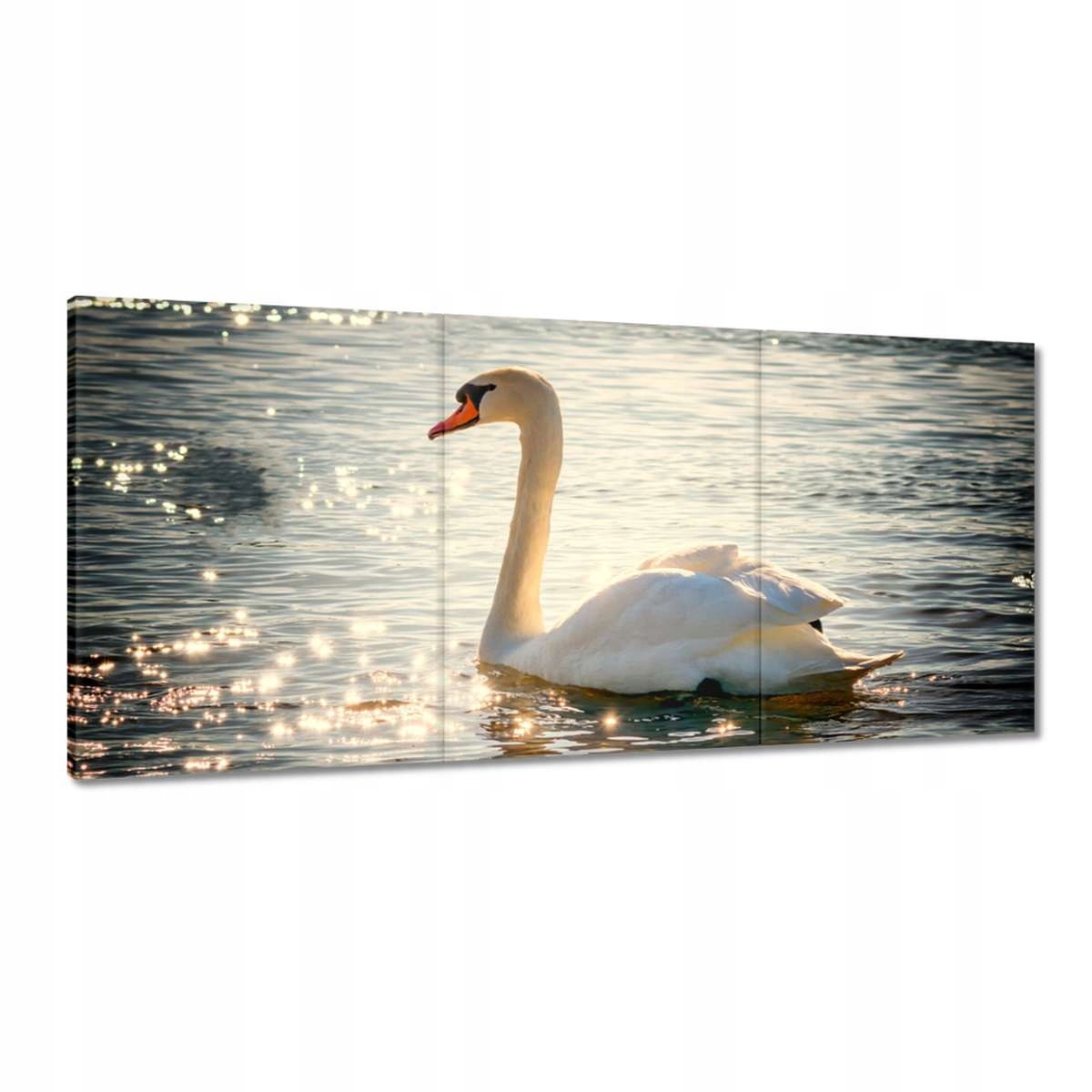 Obrazy 210x100 Labuť na jazere