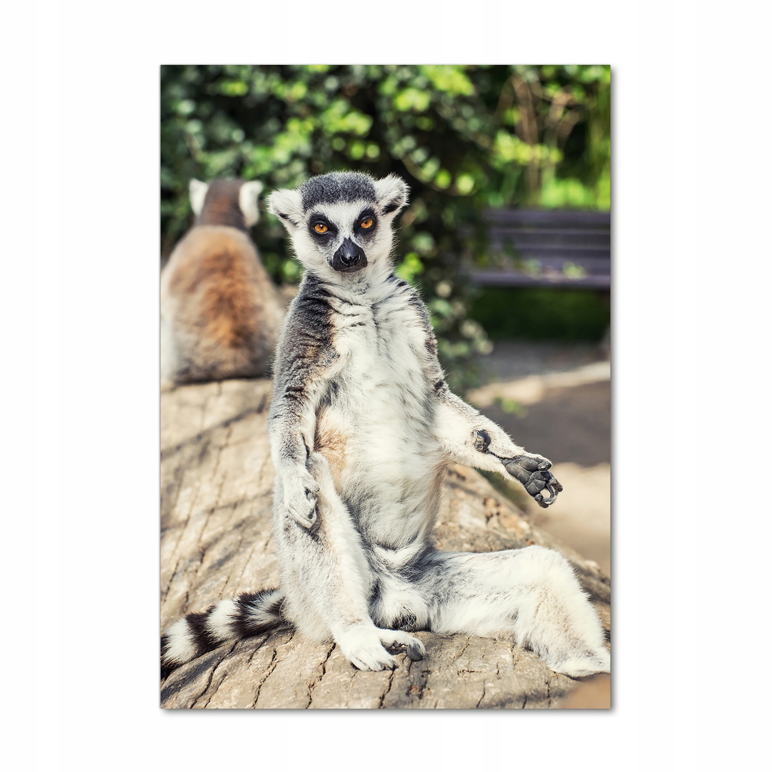 

Nowoczesny foto-obraz akryl na ścianę Lemur 70x100