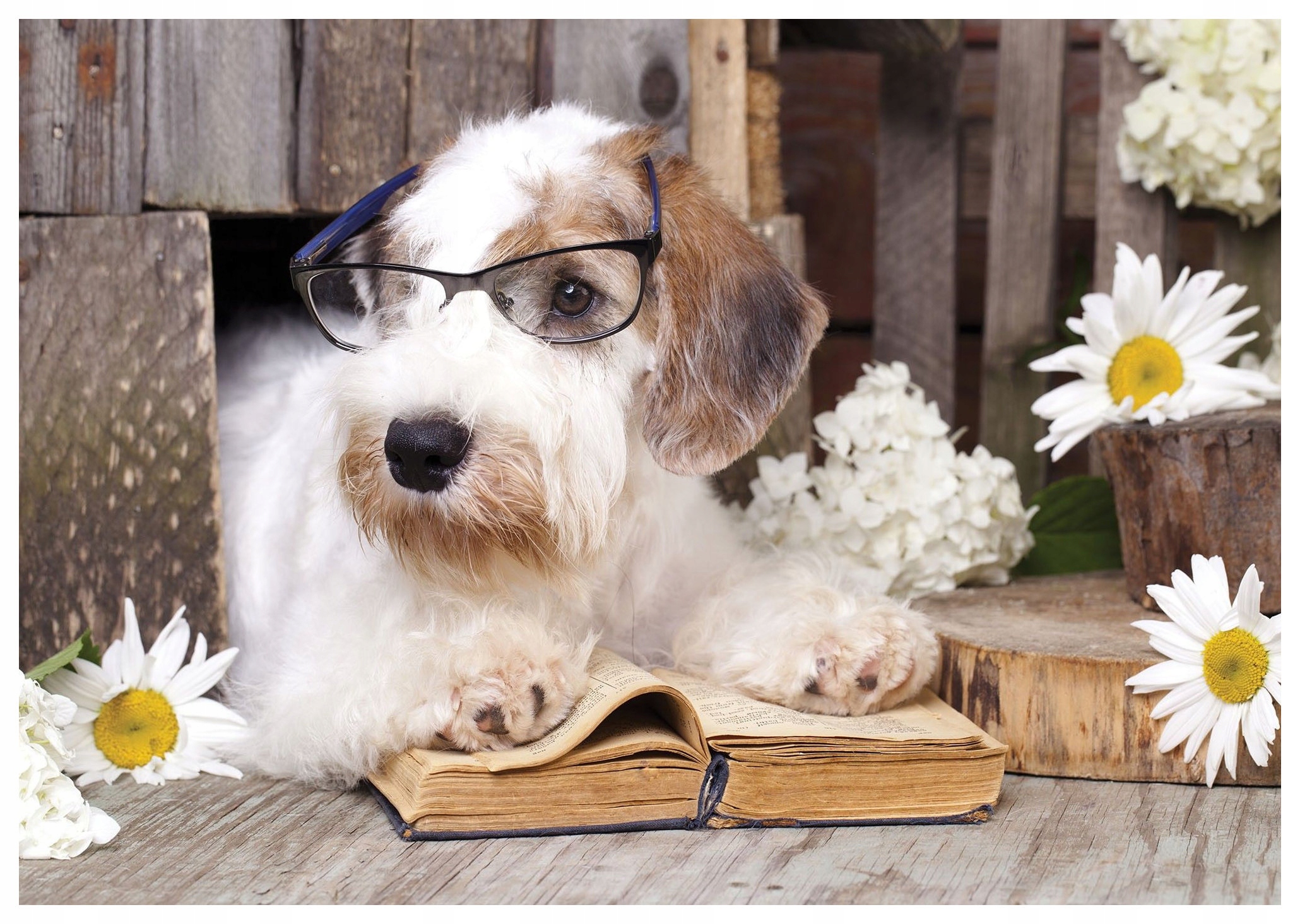 Fototapeta Sealyham teriér s knihou a květinami country 254x184 lepidlo
