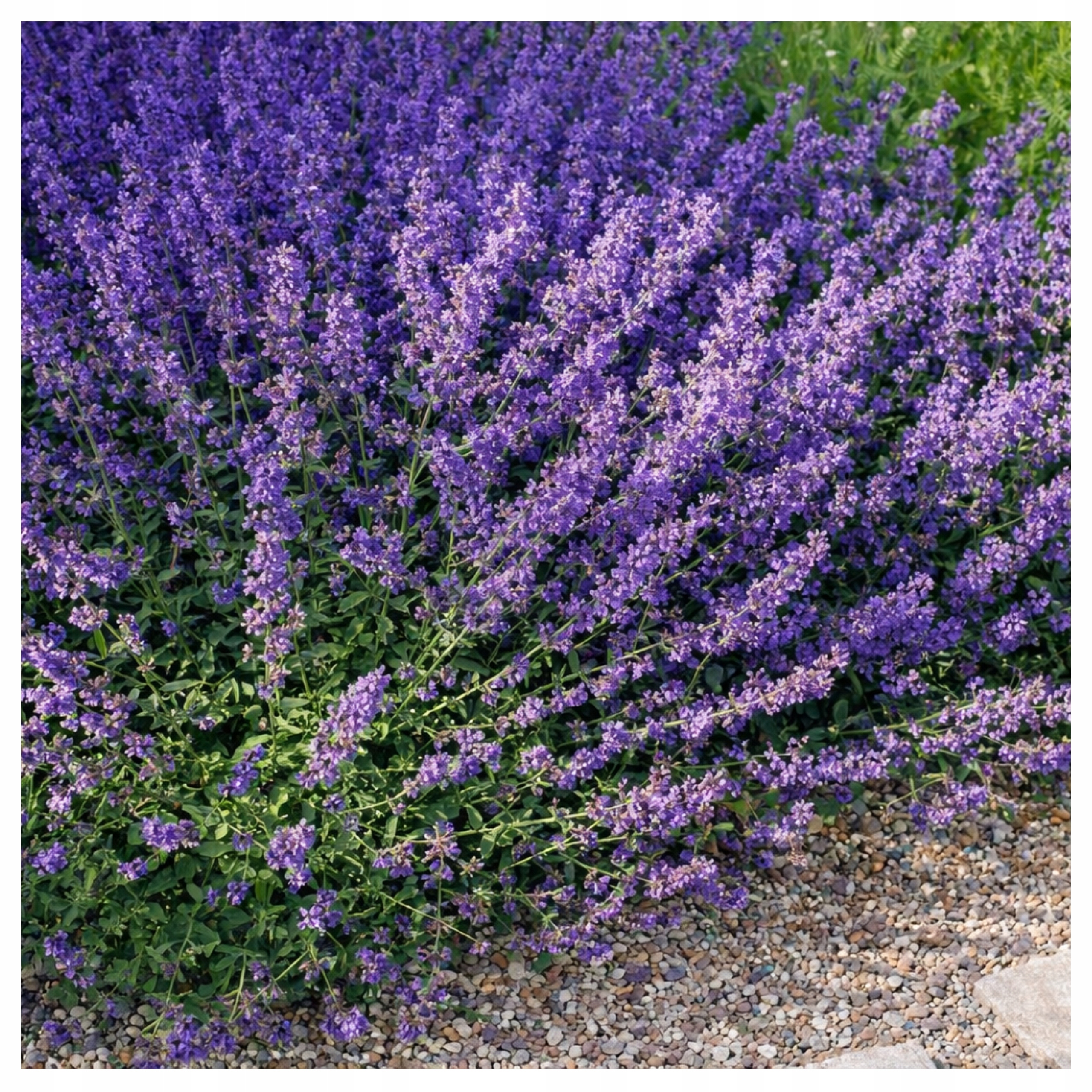 KOCIMIĘTKA ODSTRASZA KOMARY NASIONA KWIATÓW ZIÓŁ rośliny ozdobne